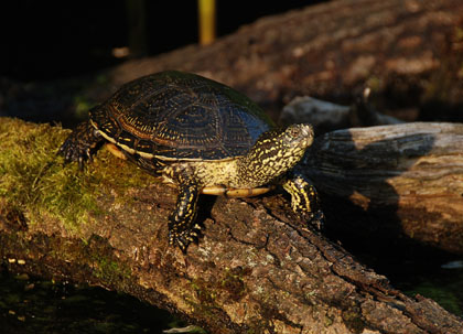 DSC_5414-Crop.jpg